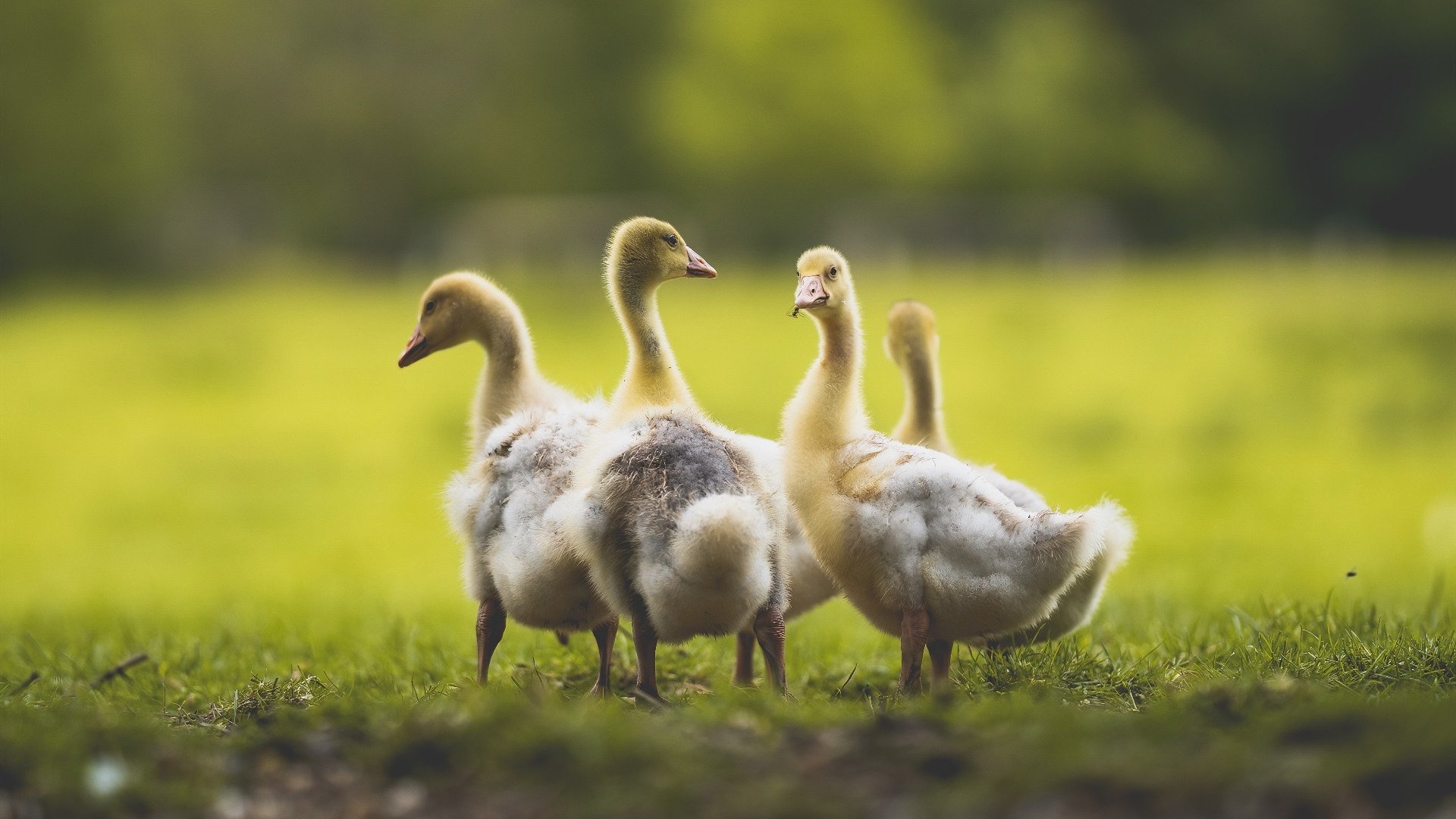 kaiyun体育app-_未来体育产业峰会：科技创新引领行业变革_，未来体育赛事