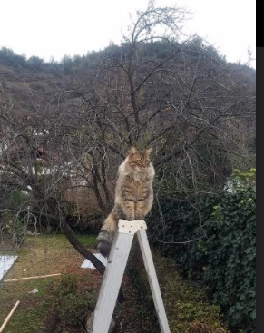 哈兰德梅开二度，继续领跑英超射手榜，英超最佳