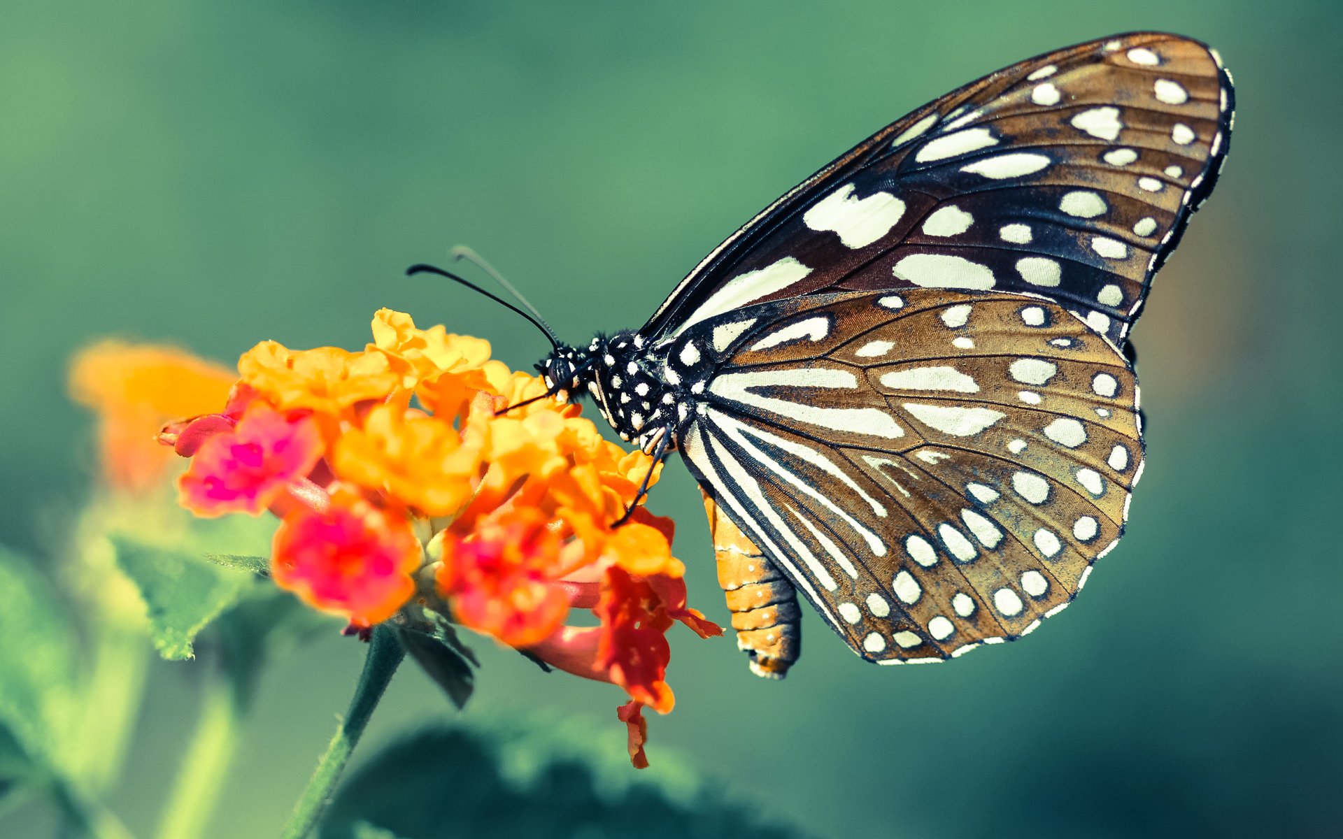 开云官方网页登录-塞内加尔马术协会授予马尔科·阿尔瓦雷斯“年度最佳马匹护理员”称号。