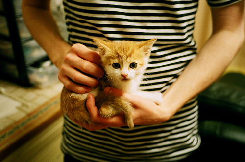 KAIYUN 中国大陆-河北“速度王”：国人的赛车梦想，河北速翔赛鸽俱乐部