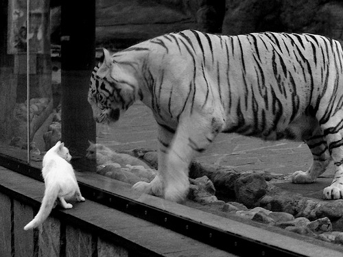 开云体育-特色骑马摄影赛，运动与文化的完美结合，马术 骑马 摄影