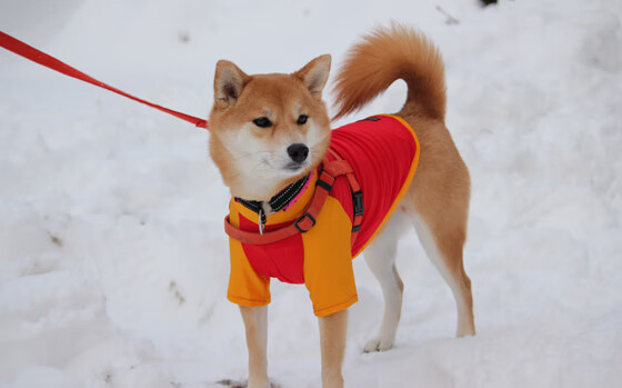 KAIYUN 中国大陆-青少年足球课程标准化制定，推动行业健康可持续发展，青少年足球教学原则