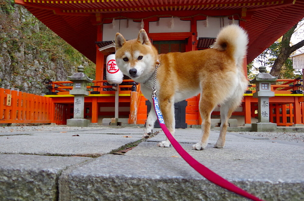 C9晋级LCS季后赛，c9战队s赛成绩
