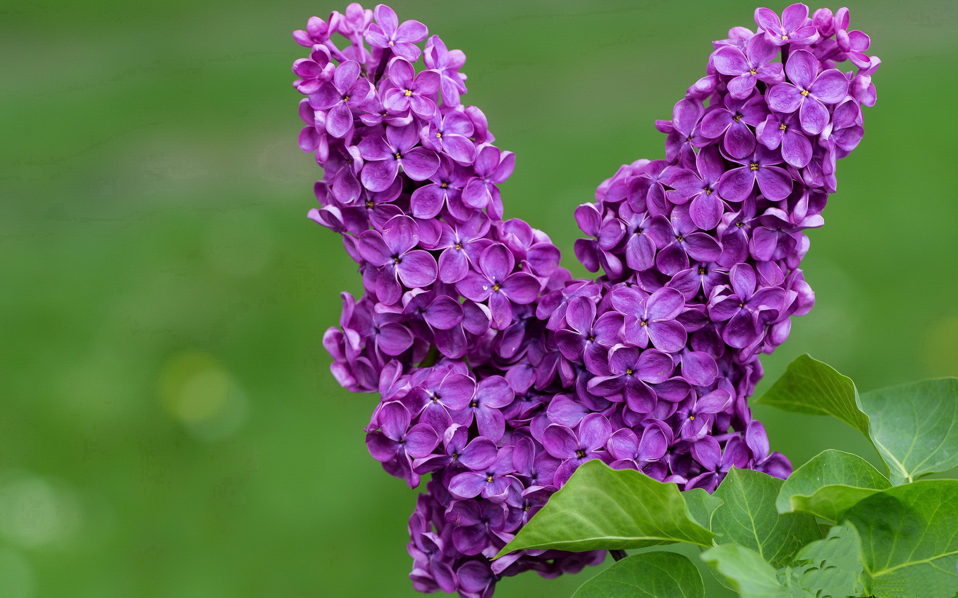 Kaiyun APP-塞尔维亚队连胜跻身决赛！匈牙利队梦碎，塞尔维亚匈牙利人