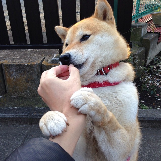 江苏龙球队战术执行更加精准，江苏龙cba