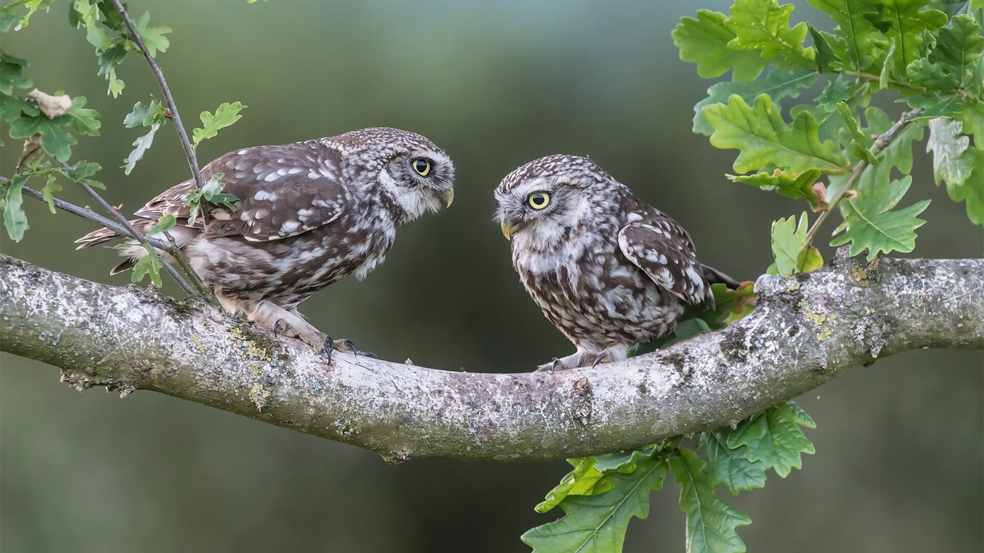 皇马主场迎战切尔西，一场强强对话将掀起波澜！，皇马vs切尔西主场