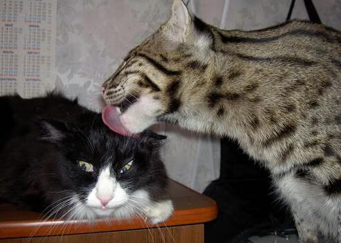 kaiyun网站-西布朗防守体系完善，铝土矿工稳步前进，西布朗对狼队预测