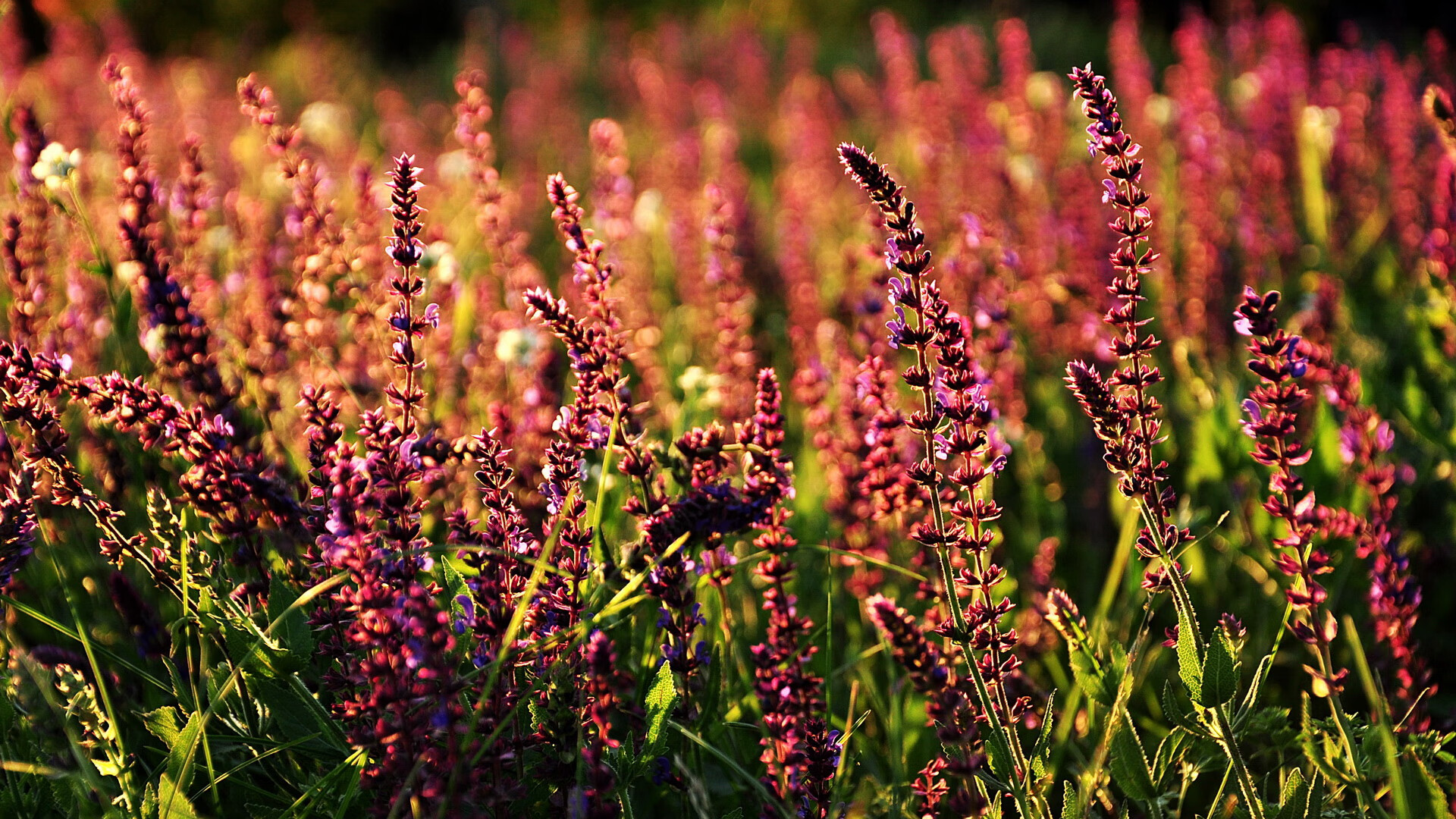 足球场馆智能化改造，提升管理效率，足球场馆智能化改造,提升管理效率的措施