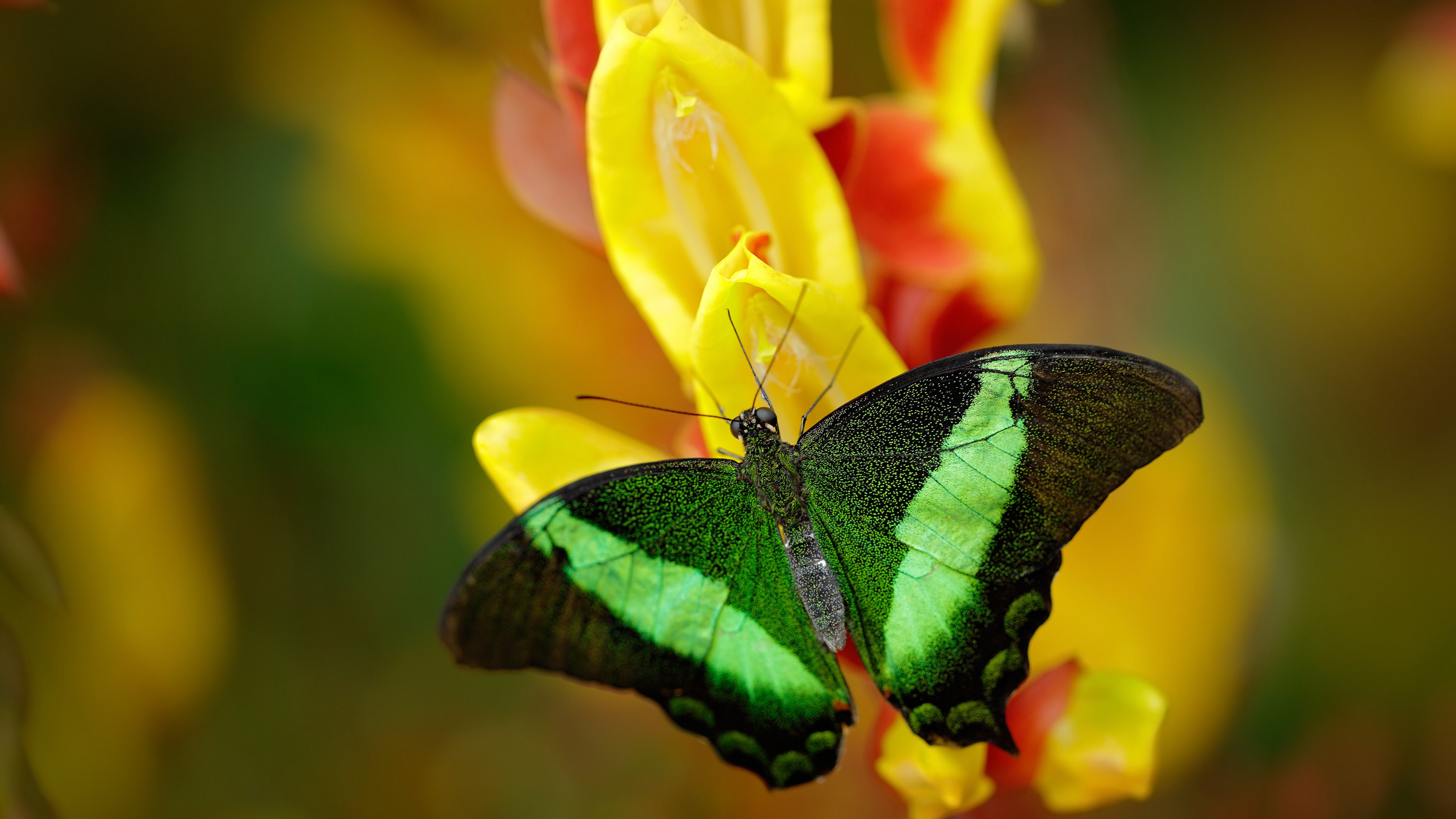 WTT大满贯赛王曼昱横扫晋级八强,王曼昱大满贯缺什么