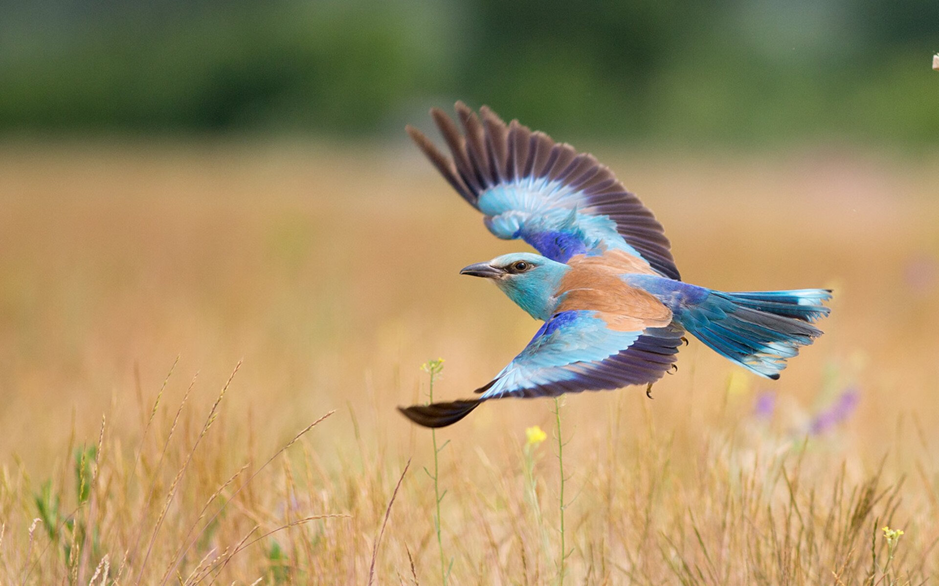 开云kaiyun-意大利男篮在欧洲杯上连续夺冠，传统强队地位稳固