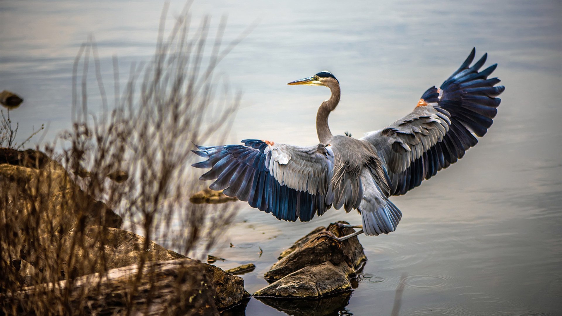 开云入口-爱尔兰橄榄球事业迎来政策利好期，橄榄球爱尔兰和北爱尔兰